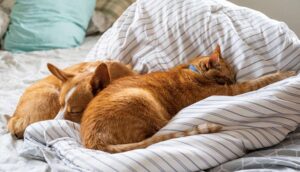Why Some People Sleep Better With Pets in Bed (Psychology + Science 2025)
